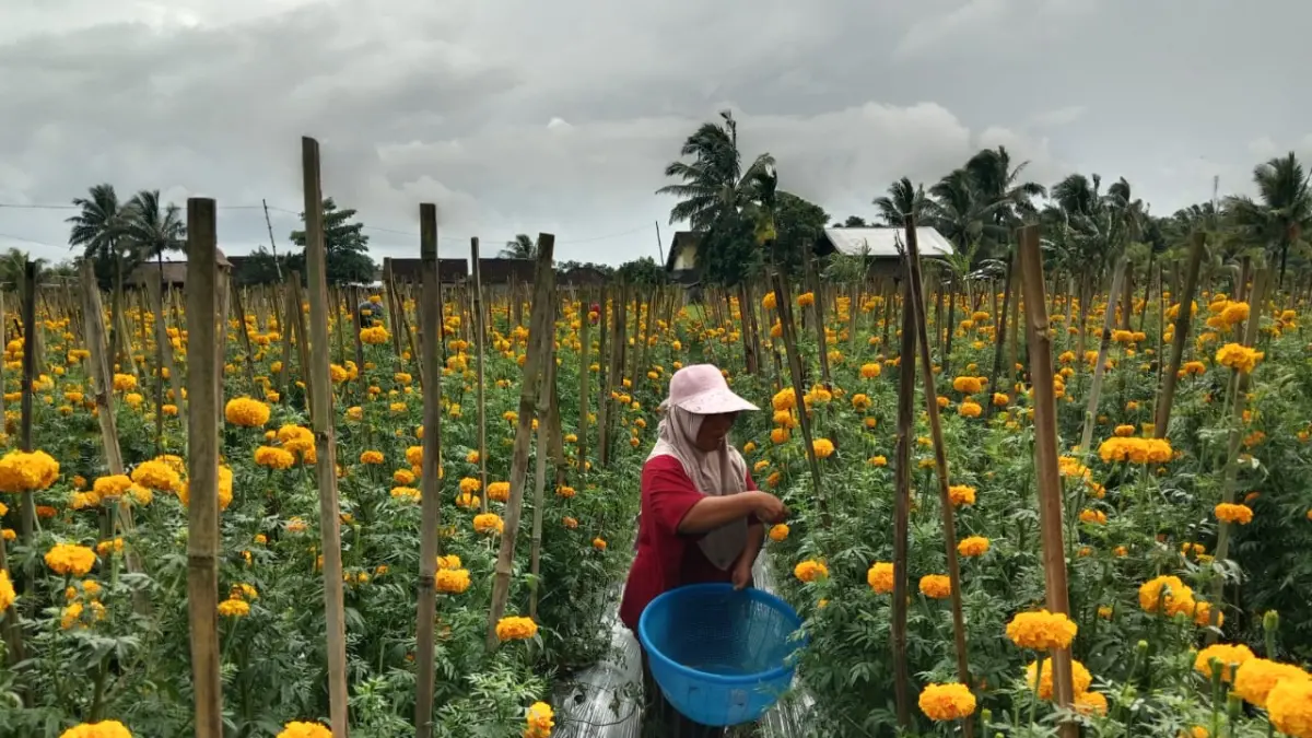 PETIK BUNGA: Seorang Warga Desa Rarang memetik bunga marigold di sawah milik Lalu Suandi, beberapa waktu lalu. (IST/LOMBOK POST)
