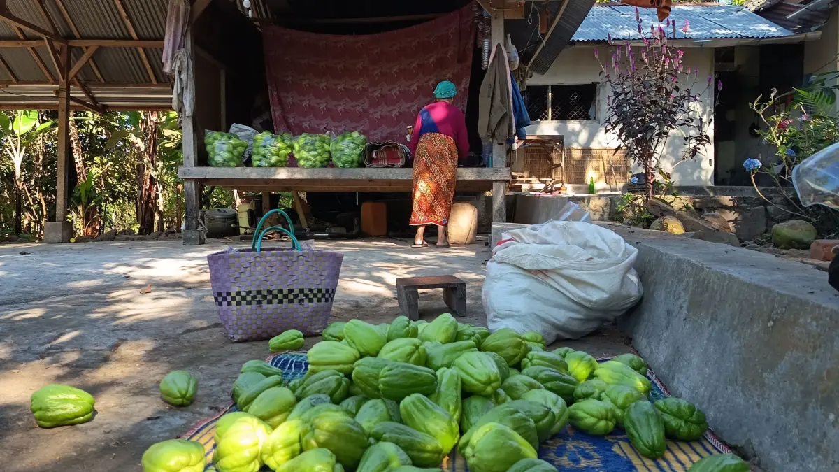 LABU SIAM: Seorang petani asal Desa Timbanuh, Kecamatan Pringgasela sedang memetik buah labu siam di lahan miliknya.&nbsp;