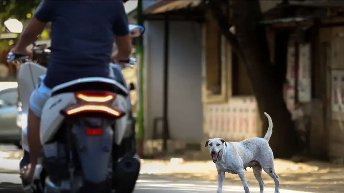 Seekor anjing liar berdiri di tepi jalan pemukiman warga, beberapa waktu lalu. 