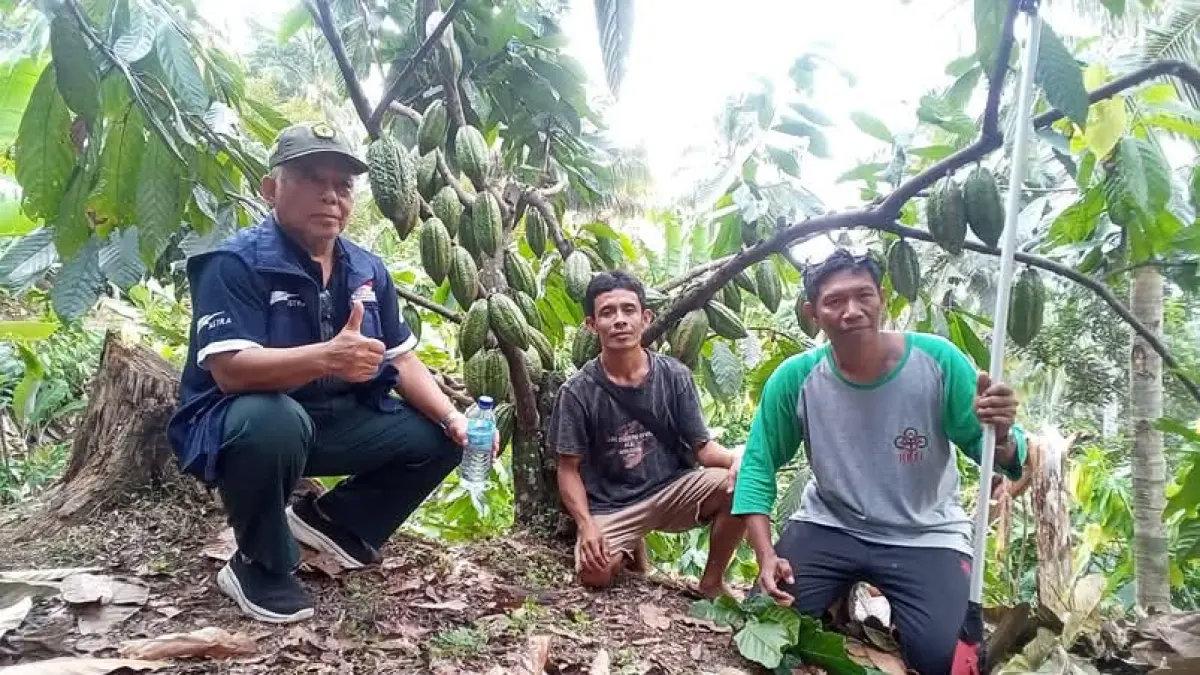 TUNGGU LEGALITAS: Kakao Ijo Kajuman yang dikembangkan petani Lombok Utara telah diusulkan varietas lokal.