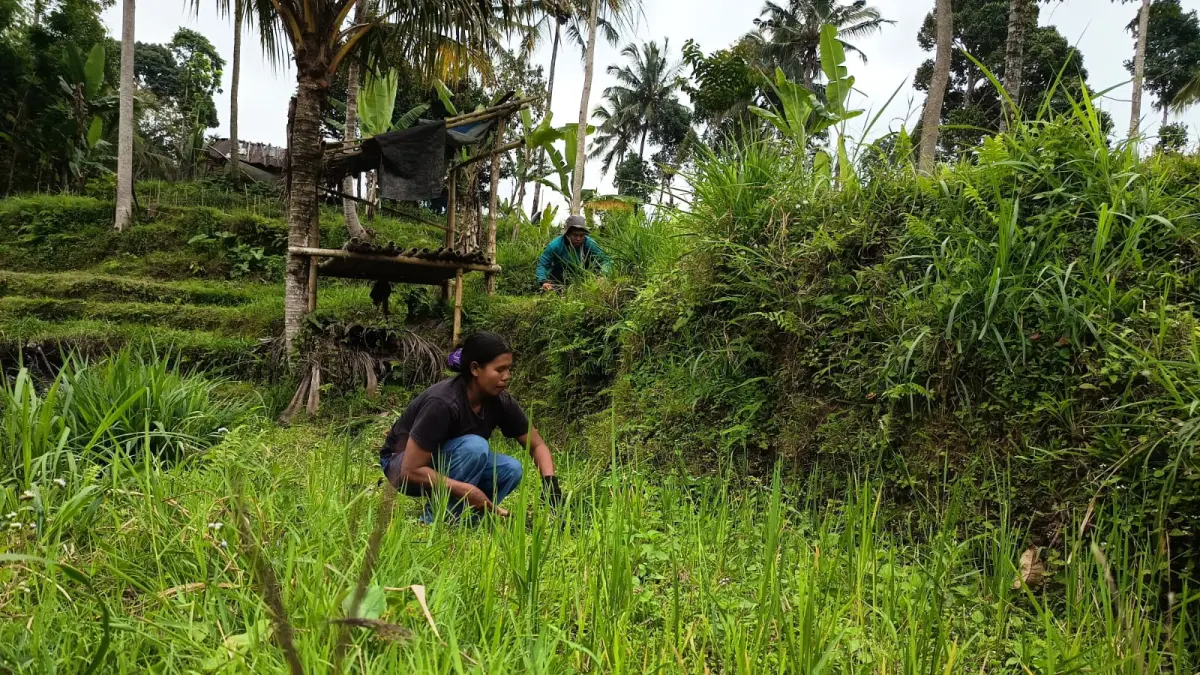 NYABIT RUMPUT: 