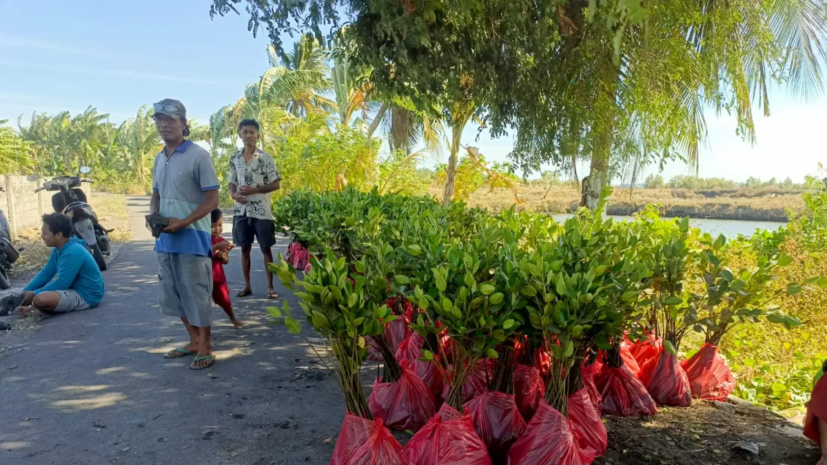 Sebanyak 3.000 bibit mangrove yang akan ditanam di kawasan badan sungai Padak Guar, Desa Padak Guar, Kecamatan Sambelia, Lombok Timur, sebagai tahap awal program rehabilitasi ekosistem pesisir dan pengembangan potensi ekowisata mangrove.