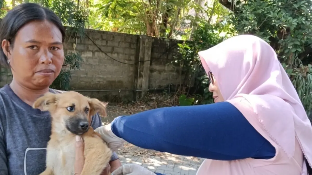 Petugas Dinas Pertanian Kota Mataram memberikan vaksin rabies kepada anjing peliharaan, beberapa hari yang lalu.