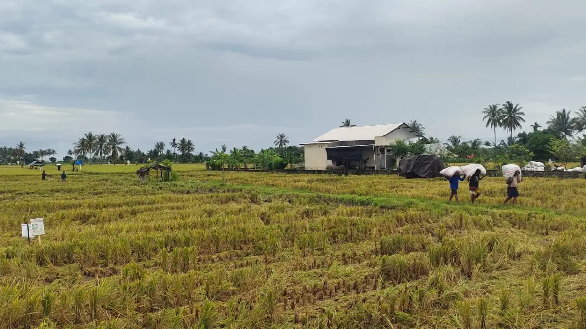 TUNDA PEMBAHASAN: Lahan persawahan di Lombok Utara. Saat ini Pemda KLU telah menyusun draft Raperda LP2B.