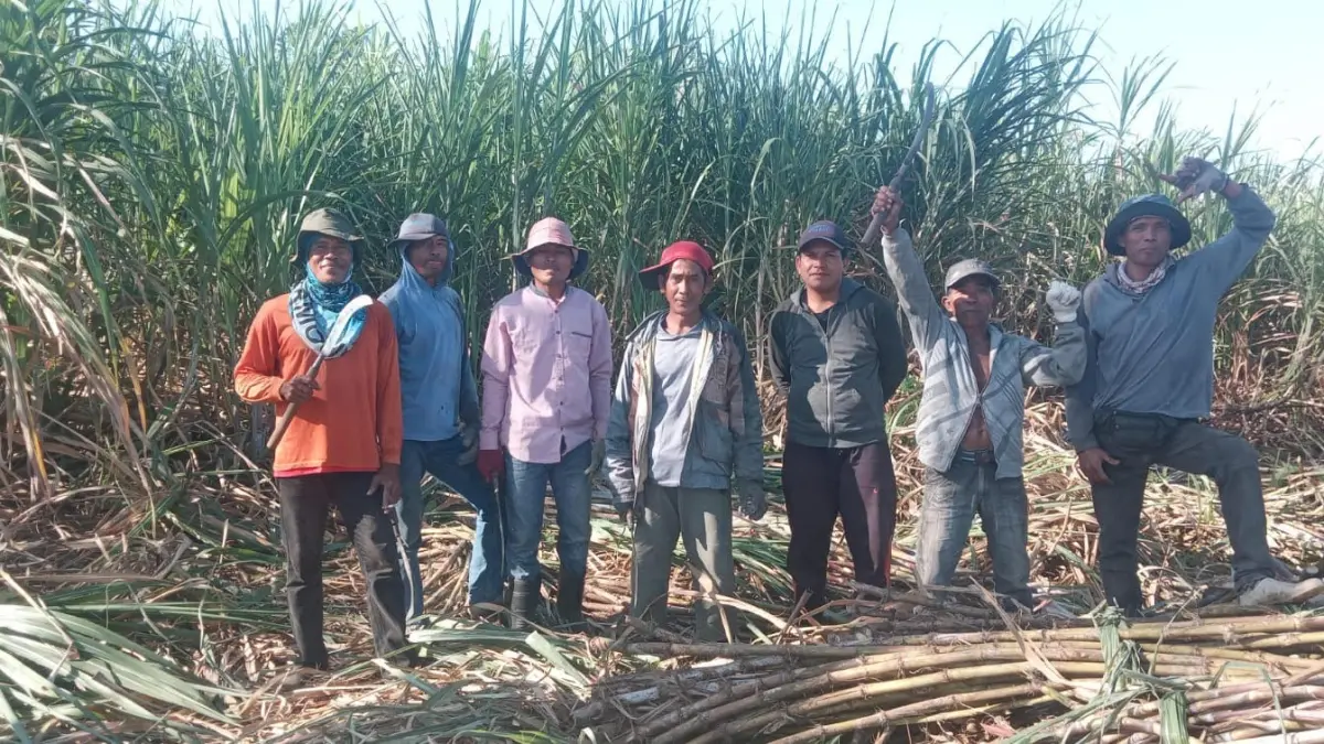 PETANI TEBU: Petani tebu di Kecamatan Pekat, Dompu tengah berjibaku memanen tebu hingga akhir tahun nanti.