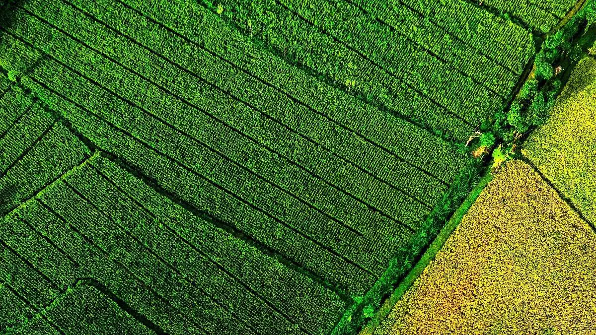 Foto udara (drone) memperlihatkan hamparan persawahan dengan kontras warna hijau segar dan kekuningan yang dipisahkan oleh pematang serta saluran irigasi. (IVAN/LOMBOK POST)