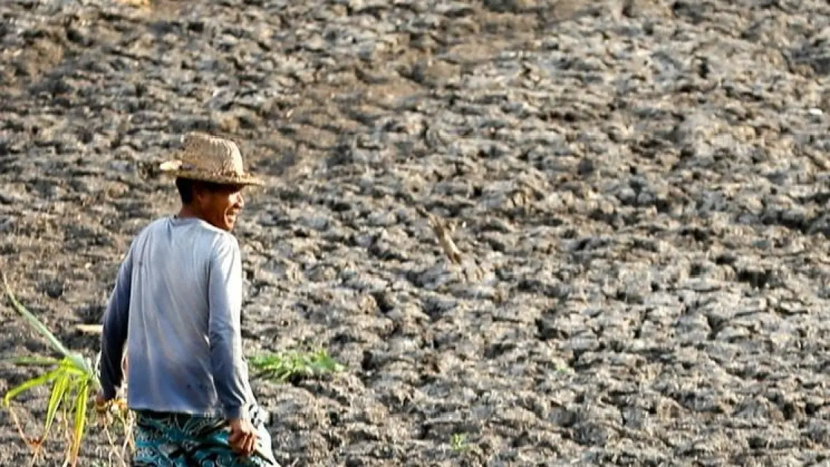 Potret seorang petani di tengah kondisi tanah yang mengering dan memecah, menggambarkan tantangan krisis air yang dihadapi sektor pertanian. (IVAN/LOMBOK POST)