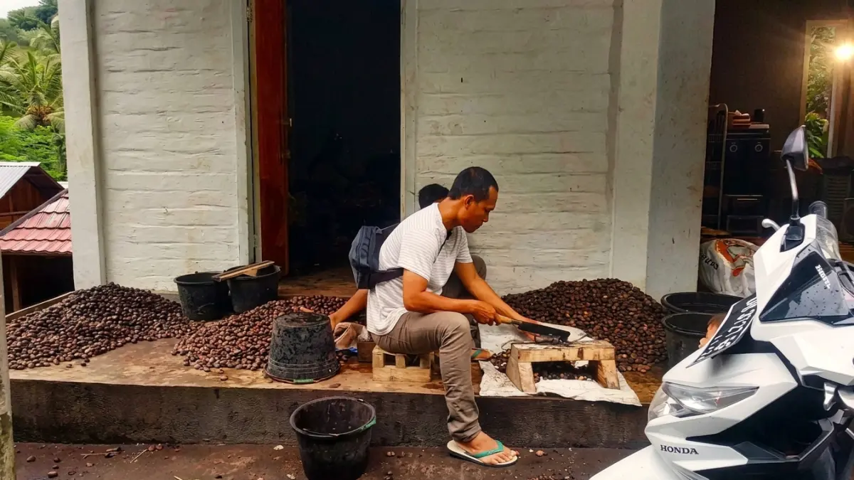 KUPAS METE: Petani mete yang tengah mengupas biji mete di depan rumahnya di Lombok Utara, beberapa waktu lalu. (IST/LOMBOK POST)