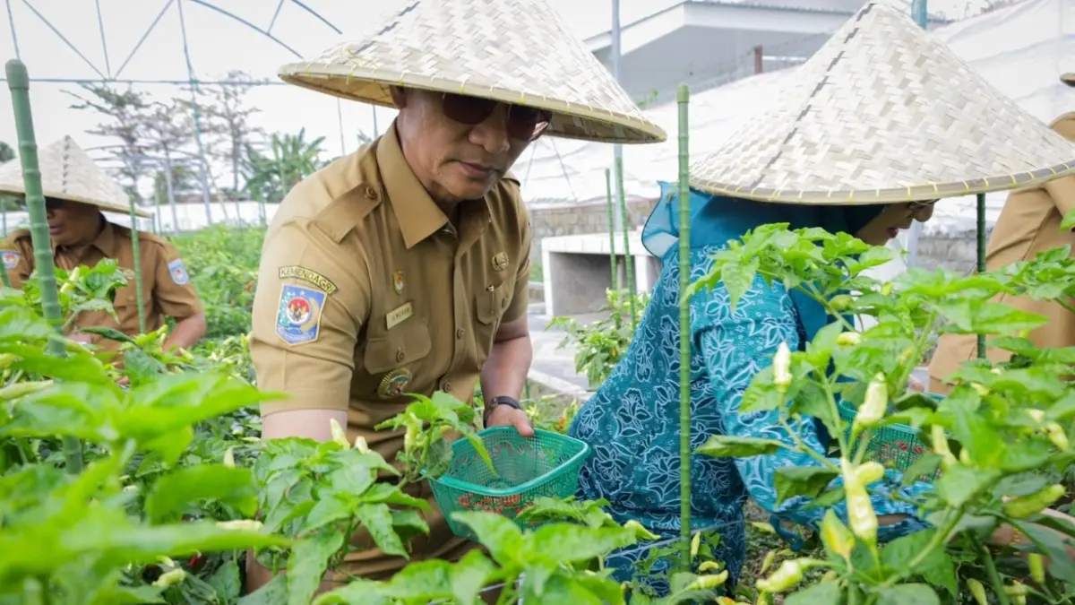 Wali Kota Mataram H. Mohan Roliskana dan Ketua TP PKK Kota Mataram Hj. Kinnastri Mohan Roliskana memanen cabai.