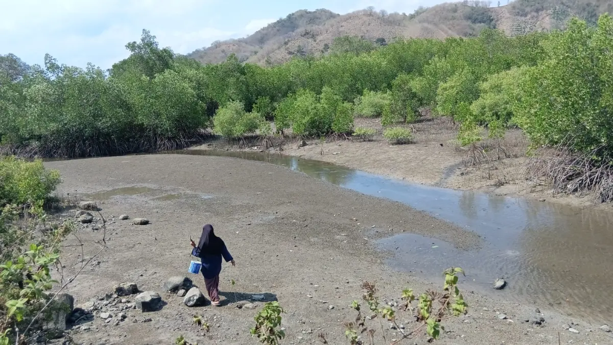 MANGROVE RUSAK: Seorang warga melintasi lahan mangrove yang rusak di Kecamatan Sekotong, beberapa hari lalu. (NURUL/LOMBOK POST)
