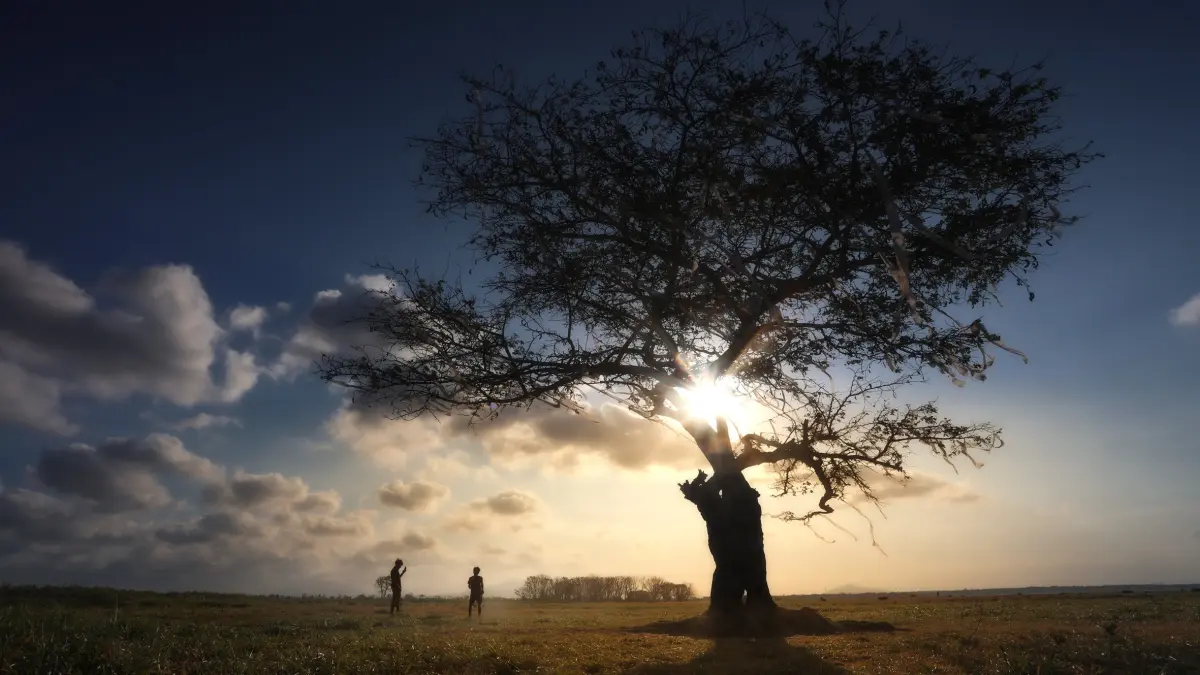 MEMIKAT: Pohon galau jadi spot incaran pengunjung maupun fotografer di Savana Bale Tepak di Desa Batujangkih, Lombok Tengah. (IVAN/LOMBOK POST)