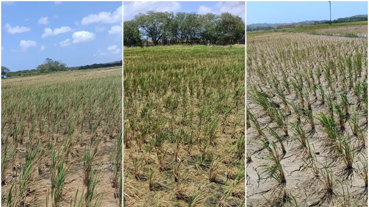 Kondisi sawah milik petani di Olidale, Desa Matasio, Rote Ndao, NTT yang mengalami kerusakan akibat tercemar air berkadar garam dari kawasan K-SIGN. (IST/LOMBOK POST)