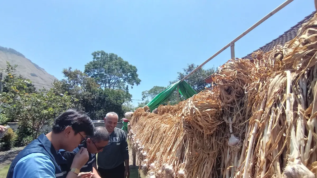 BAWANG PUTIH: Ketua Kelompok tani bawang putih Lendang Luar Desa Sembalun bersama Manager Kantor Perwakilan BI NTB saat melihat benih bawang putih yang dijemur.