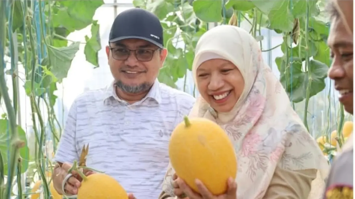 PANEN MELON: Wabup Lobar Nurul Adha saat panen golden melon di BUMDes Labuapi, Minggu (4/10). (IST/LOMBOK POST)