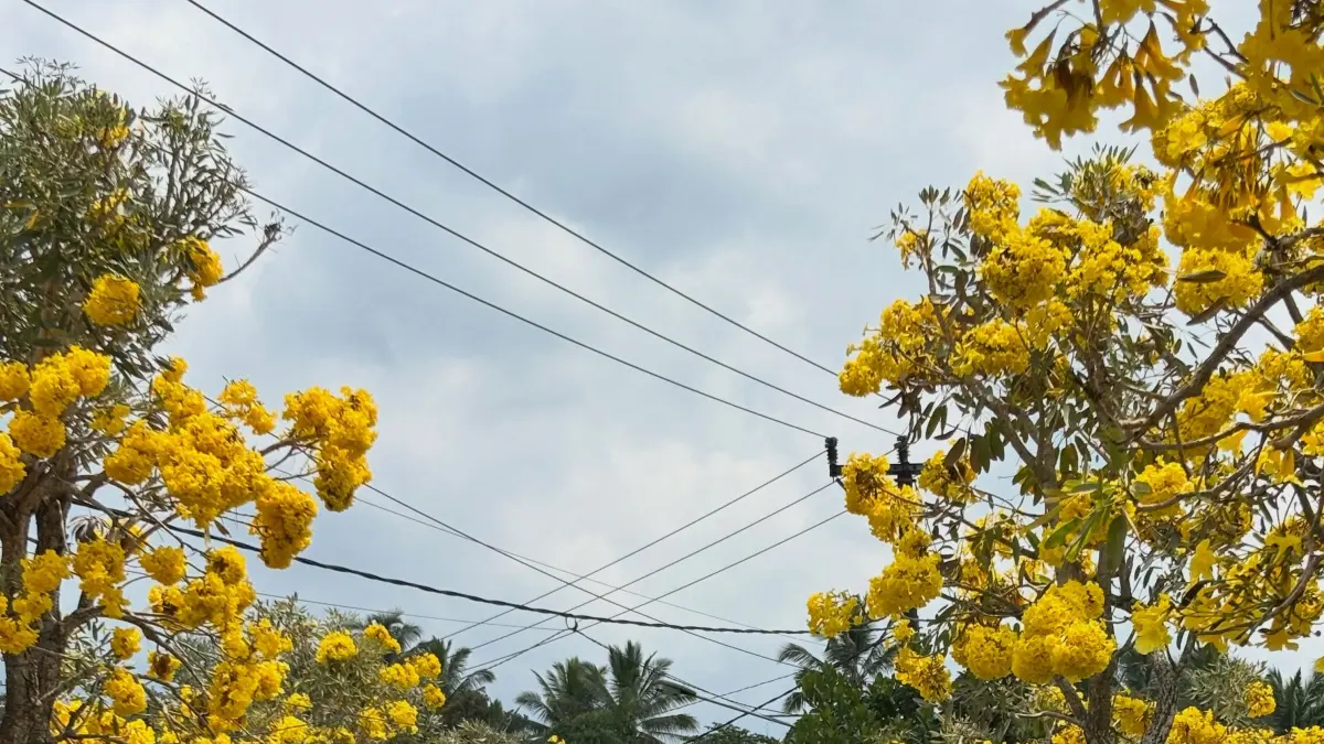 Melihat Destinasi Wisata Baru di Desa Kembang Kuning