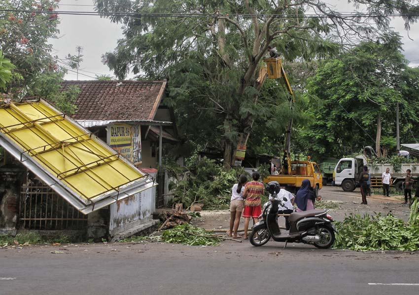 BERTUMBANGAN: Beberapa orang warga menonton petugas membersihkan pohon tumbang di jalan Pendidikan, Kota Mataram, kemarin (23/1). Hujan angin tidak hanya menumbangkan pohon, baliho juga ikut jadi korban.