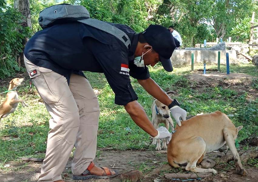 CEGAH RABIES:Petugas Dinas Peternakan dan Kesehatan Hewan melakukan vaksinasi anjing liar.
