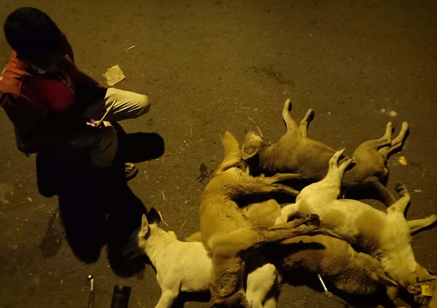 TAK BERKUTIK: Seorang warga memperhatikan beberapa ekor anjing liar yang tewas setelah memakan racun yang dilepas Dinas Pertanian Kota Mataram, Sabtu (16/2) malam