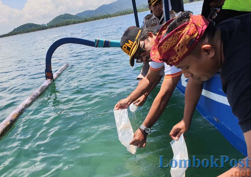 JAGA EKOSISTEM: BKIPM Mataram melepas 3.250 baby lobster di perairan Teluk Kadinan, Kecamatan Sekotong, Lombok Barat, kemarin