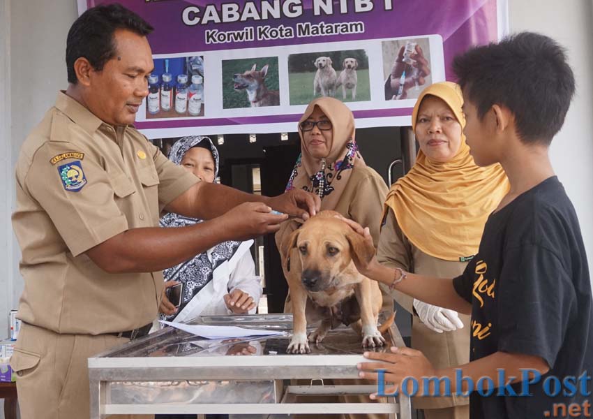 CEGAH RABIES: Salah seorang anak membawa anjingnya untuk diberikan vaksin rabies di Puskeswan Kota Mataram, belum lama ini.