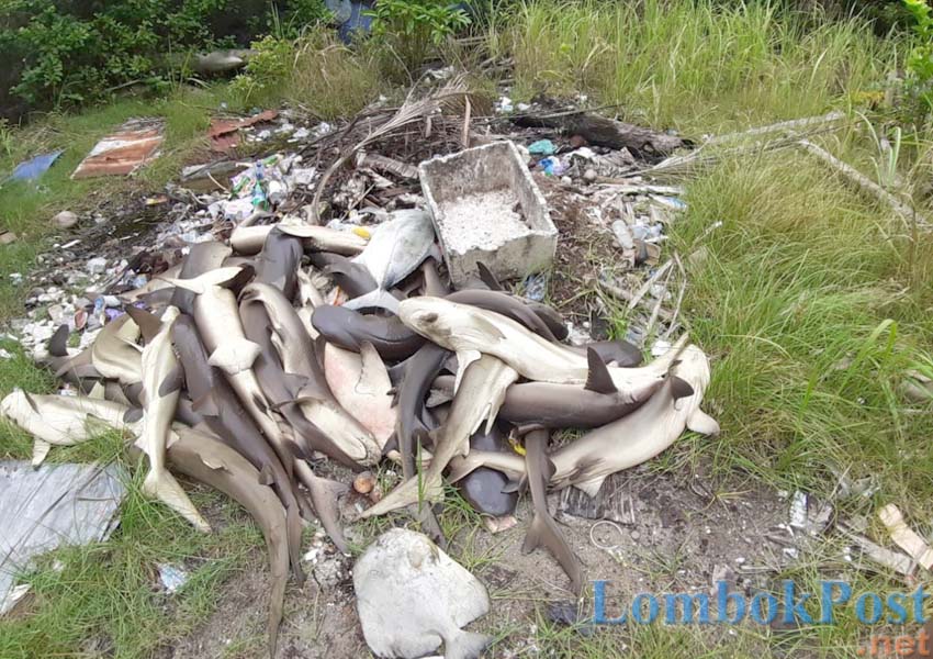 TJOEN MING FOR JAWA POS RADAR KUDUS TRAGIS: Bangkai hiu-hiu di dua kolam penangkaran Pulau Menjangan Besar, Karimunjawa, Jepara, mati mendadak. Bangkai ini kemudian dibakar agar tak menyebarkan penyakit.