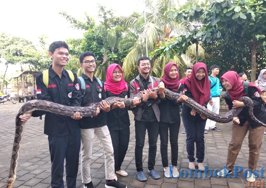 TAK LAGI MENAKUTKAN: Para mahasiswa dan tenaga medis RS Universitas Mataram memegang ular piton sanca kembang, kemarin (17/3). Ular ini termasuk menjadi ular peliharaan Yayasan Ular Indonesia Sioux.