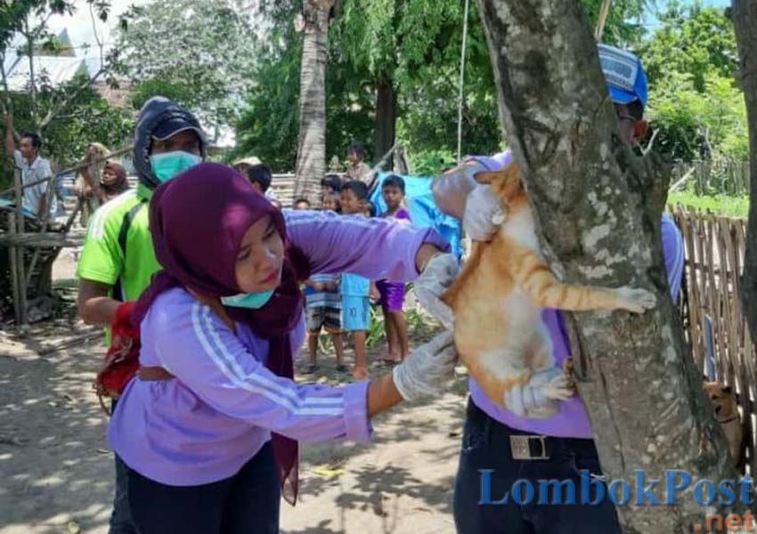 VAKSINASI: Seorang petugas kesehatan tengah melakukan vaksinasi terhadap salah satu HPR di Desa Sepayung Kecamatan Plampang kemarin (3/3).