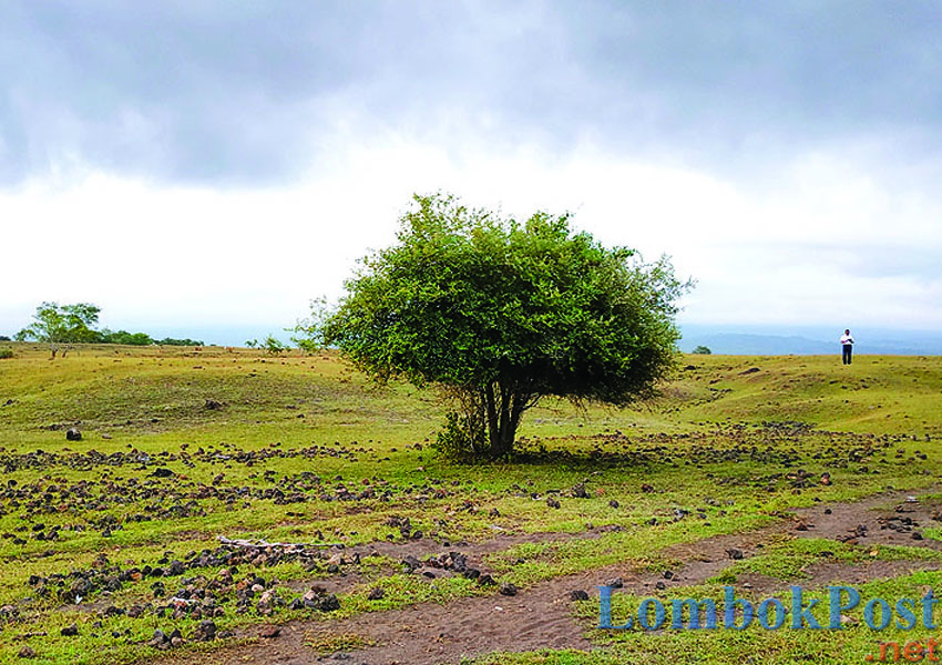 PADANG SAVANA: Ternak-ternak sapi mencari makanan di Padang Savana Doro Ncanga,  Kabupaten Dompu.