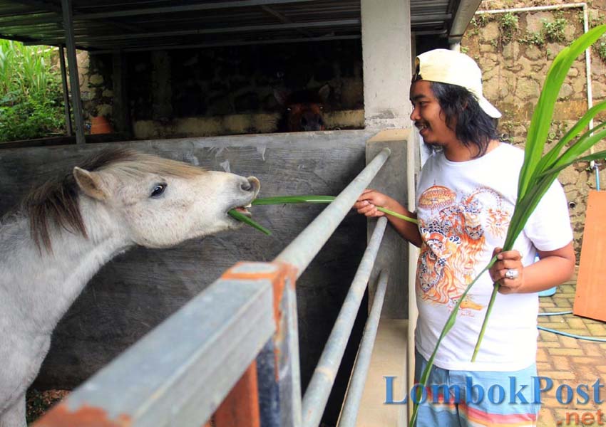 Dodit  memberi makan kuda peliharaannya. FOTO : DIMAS/JAWA POS