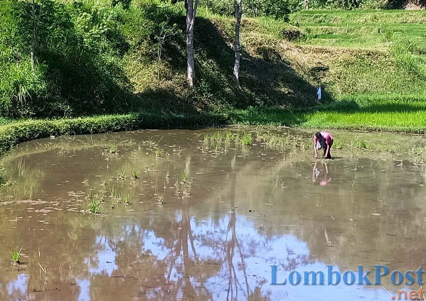 URUS SAWAH: Seorang petani di Desa Tampak Siring, Kecamatan Batukliang, yang mulai menanam padi, beberapa waktu lalu.