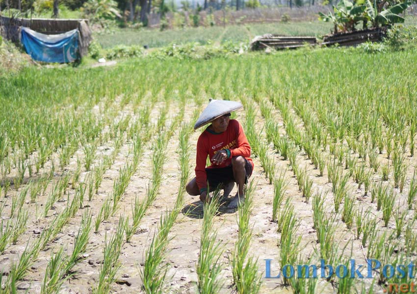 HAMPIR GUNDUL: Salah seorang petani Desa Tirtanadi, Kecamatan Labuhan Haji memperlihatkan tanaman padi di sawahnya yang tidak tumbuh dengan baik akibat pencemaran irigasi tambang MBLB di Kalijaga dan Wanasaba, belum lama ini.