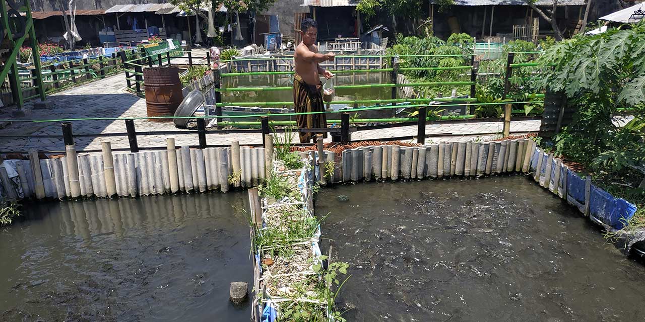 BUDIDAYA: Bohari, memberikan makan ikan lele di pusat budidaya lele Dasan Cermen.