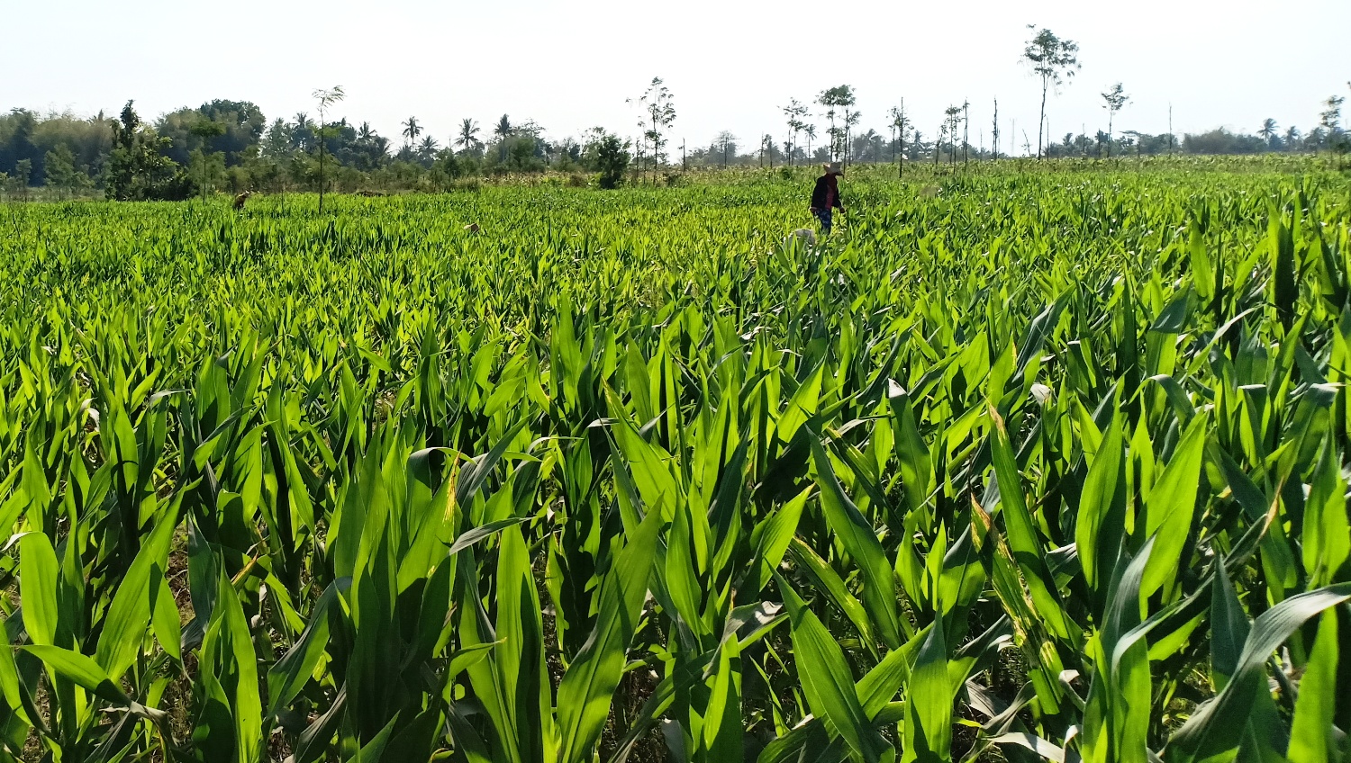 Ilustrasi Lahan Jagung