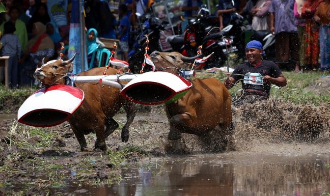 LESTARIKAN BUDAYA: Suasana kegiatan Malean Sampi di Desa Selat Narmada, Minggu (15/3/2020). (Ivan/Lombok Post)