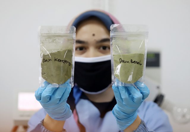 GOOD LUCK: Seorang peneliti LIPI menunjukkan daun Ketepeng dan benalu yang sudah dijadikan bubuk saat uji Lab obat herbal untuk penyembuhan Covid-19 dan penghambatan pertumbuhan virus korona di Lab Cara Pembuatan Obat Tradisional Baik (CPOTB) Pusat Peneli