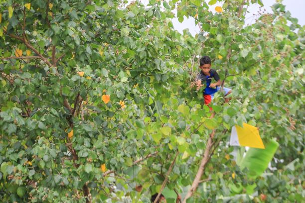 KEJAR LAYANGAN: Libur panjang korona dimanfaaLayangan putus diburu anak-anak sampai harus memanjat pohon di wilayah Ampenan, Senin (8/6/20) (IVAN/LOMBOK POST)