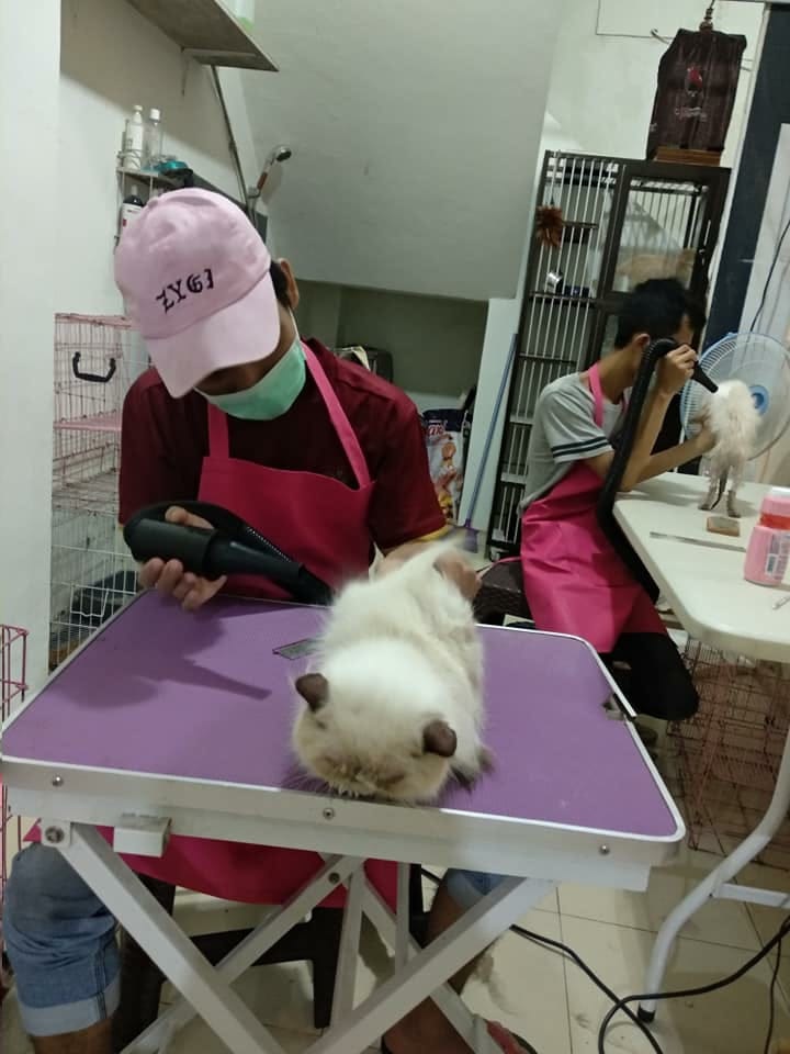 GROOMING : Karyawan Pipoo Petshop saat melakukan grooming pada kucing milik pelanggannya, Kamis (16/7/2020).