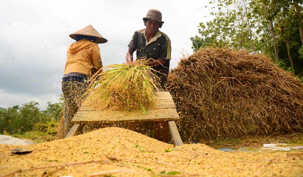 BEGABAH: Sejumlah buruh tani sedang merontokkan padi secara tradisional di sawah, beberapa waktu lalu.