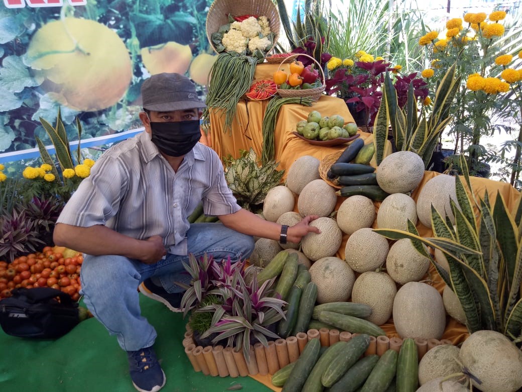 BERKUALITAS: Salah satu pengunjung sedang melihat hasil tanaman hidroponik produksi Dinas Pertanian Lombok Tengah, Minggu (23/8/2020).