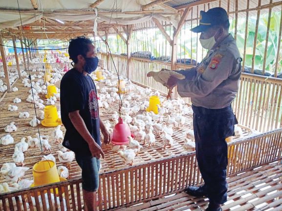MENGUNJUNGI PETERNAK: Kapolsek Aikmel Iptu I Made Sutama melihat geliat usaha peternak ayam di Desa Toya, Kecamatan Aikmel. (POLSEK AIKMEL FOR LOMBOK POST)