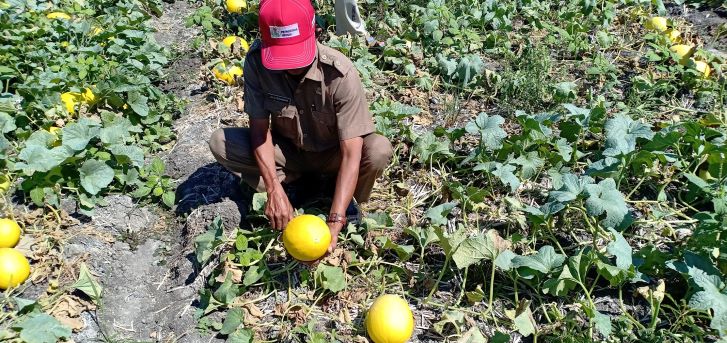 GOLDEN MELON: Seorang warga sedang menunjukkan golden melon di Desa Kateng, Praya Barat, Loteng, Rabu (25/8). (Dedi/Lombok Post)