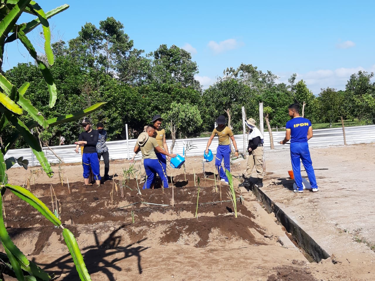 PRAKTIK: Sejumlah praja IPDN menyiram jahe merah, di Praya, Lombok Tengah, beberapa waktu lalu.