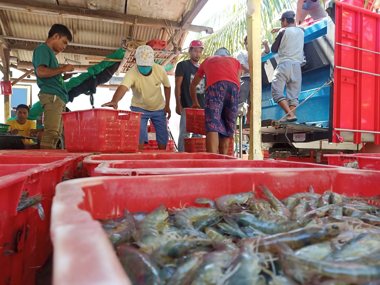 LANGSUNG DIBORONG: Sejumlah karyawan perusahaan dari Jawa memborong langsung seluruh hasil panen udang vaname Kelompok Perempuan Dasker, di Dusun Lokok Kengkang, Desa Sukadana, Selasa (13/10/2020).