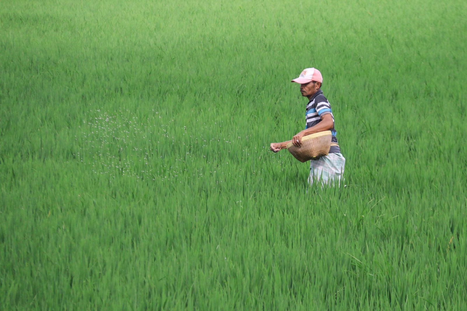 Ilustrasi Pemupukan. (Dok. Lombok Post)