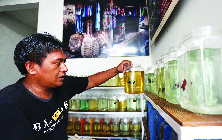 MERAWAT CUPANG: Imran Iswadi menunjukkan ikan cupang hias yang ia pelihara di rumahnya di Perumahan Graha Pratama, Lingkungan Dasan Sari, Kelurahan Kebon Sari, Kecamatan Ampenan, Kota Mataram. (Ivan/Lombok Post)