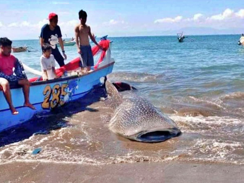 TERSANGKUT JARING NELAYAN: Seekor hiu paus berukuran sekitar 6 meter dengan berat diperkirakan 1,5 ton menunggu dilepaskan setelah tak sengaja tertangkap jaring nelayan di Pantai Lungkak, Desa Ketapang Raya, Kecamatan Keruak, Lombok Timur, Rabu (16/6). (I