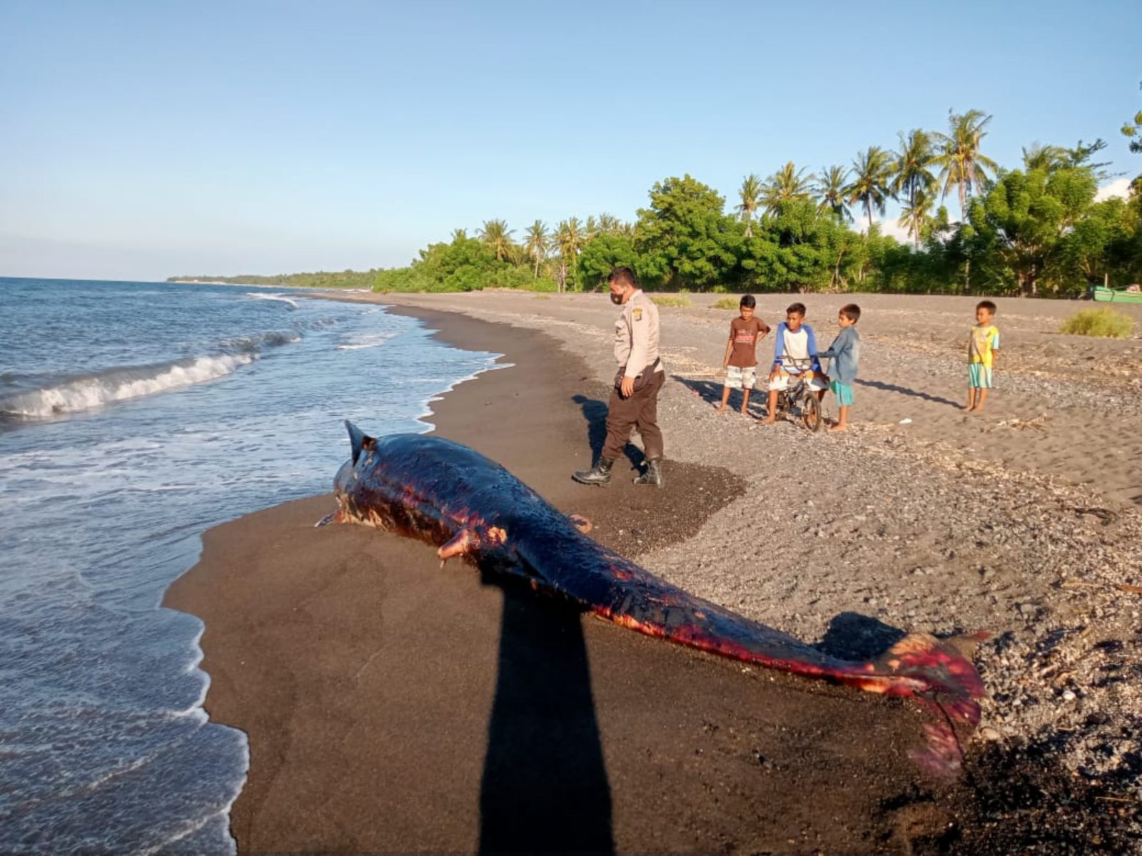 PAUS PILOT: Seorang anggota Polri melihat dari dekat paus pilot yang mati dan terdampar di pantai Dusun Teluk, Desa Sukadana, Kecamatan Bayan.