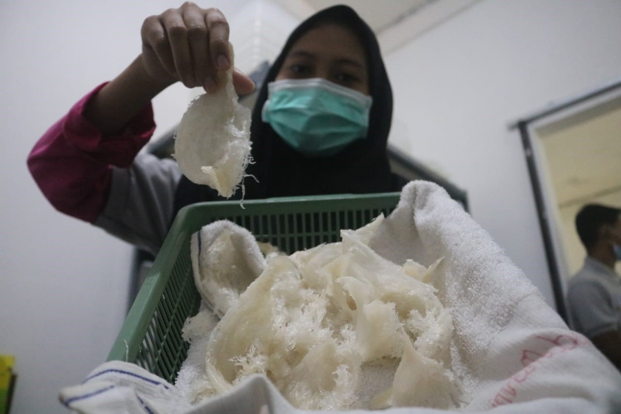 UNGGULAN: Seorang karyawan menunujukkan hasil budi daya sarang burung walet oleh anggota Ammar Sasambo di Desa Kateng, Praya Barat, Lombok Tengah,  (1/7).