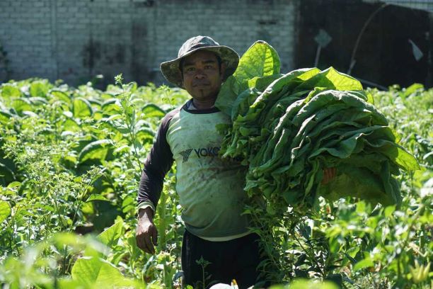 TEMBAKAU RAJANG: Rizki Efendi, 35 tahun, seorang buruh petik tembakau memegang lembaran daun tembakau yang dipetiknya di ladang tembakau, Kecamatan Selong, kemarin (11/7). (Fatih/Lombok Post)