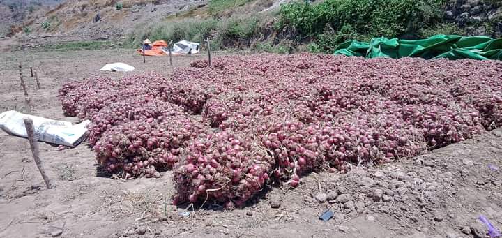 HARGA TURUN: Petani di Desa Sampungu, Kecamatan Soromandi, Bima menjemur bawang merah usai panen, belum lama ini.